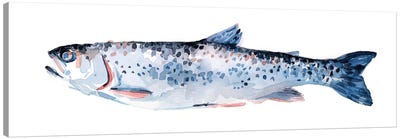 Freckled Trout III Canvas Art Print - Trout Art