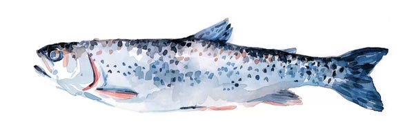 Trout: Freckled Trout III by Emma Scarvey