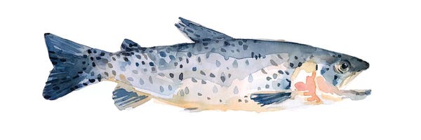 Trout: Freckled Trout IV by Emma Scarvey