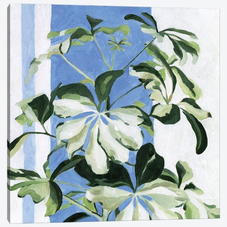 Indoor Plant II Canvas Print #EMS239} by Emma Scarvey Canvas Art Print