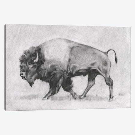 Wild Bison Study II Canvas Print #EMS324} by Emma Scarvey Canvas Artwork