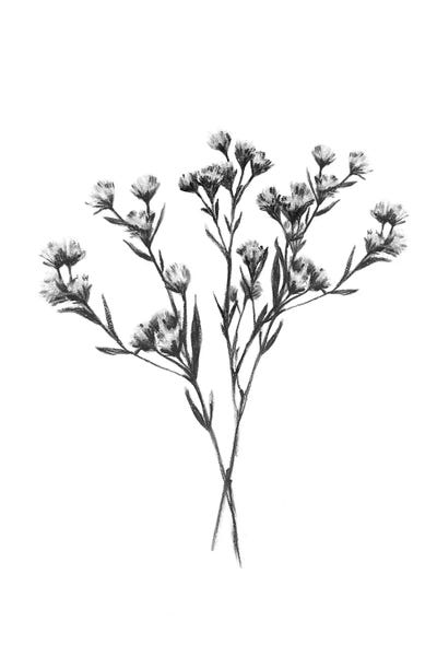 Black & White Florals: Wild Thistle Bundle II by Emma Scarvey