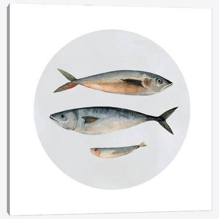 Three Fish I Canvas Print #EMS88} by Emma Scarvey Art Print