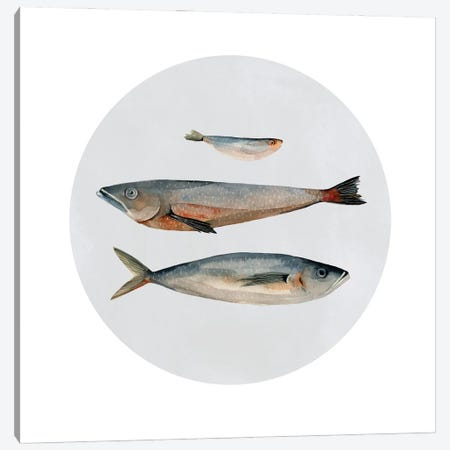 Three Fish II Canvas Print #EMS89} by Emma Scarvey Art Print