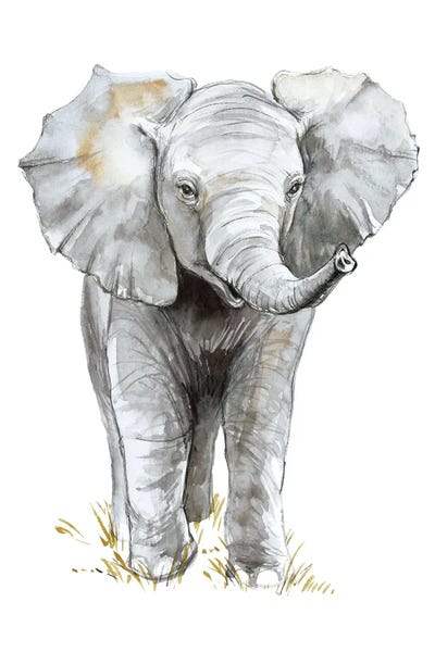 Fine Art Print: Baby Elephant by Elena Markelova