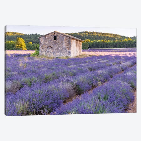 Saint-Christol, Vaucluse, Provence-Alpes-Cote D'Azur, France. Small Stone Building In A Lavender Field. Canvas Print #EMW11} by Emily M Wilson Canvas Art