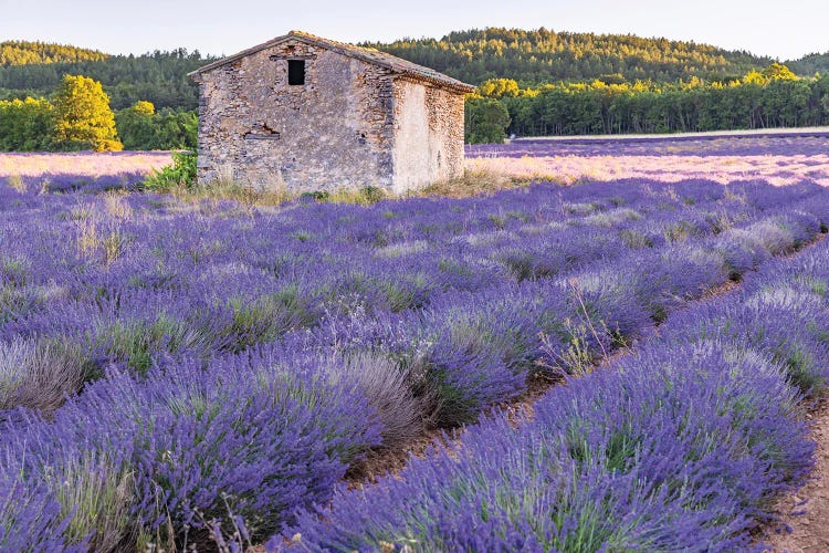 Saint-Christol, Vaucluse, Provence-Alpes-Cote D'Azur, France. Small Stone Building In A Lavender Field.