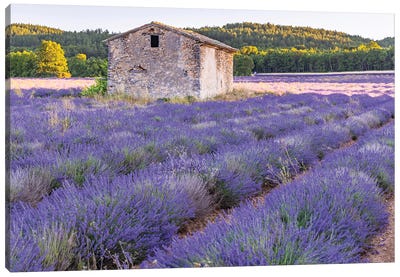 Saint-Christol, Vaucluse, Provence-Alpes-Cote D'Azur, France. Small Stone Building In A Lavender Field. Canvas Art Print