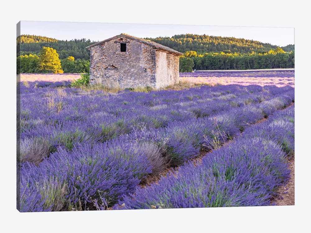 Saint-Christol, Vaucluse, Provence-Alpes-Cote D'Azur, France. Small Stone Building In A Lavender Field. by Emily M Wilson 1-piece Canvas Print