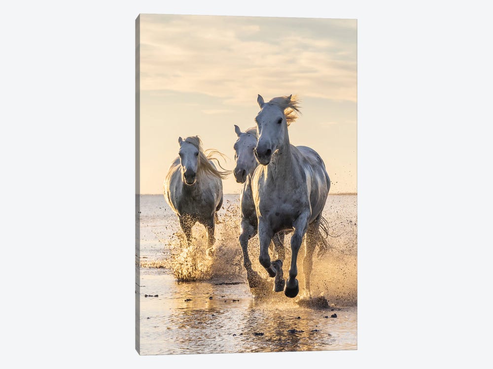 Saintes-Maries-De-La-Mer, Provence-Alpes-Cote D'Azur, France. Camargue Horses Running Through Water At Sunrise. by Emily M Wilson 1-piece Canvas Art