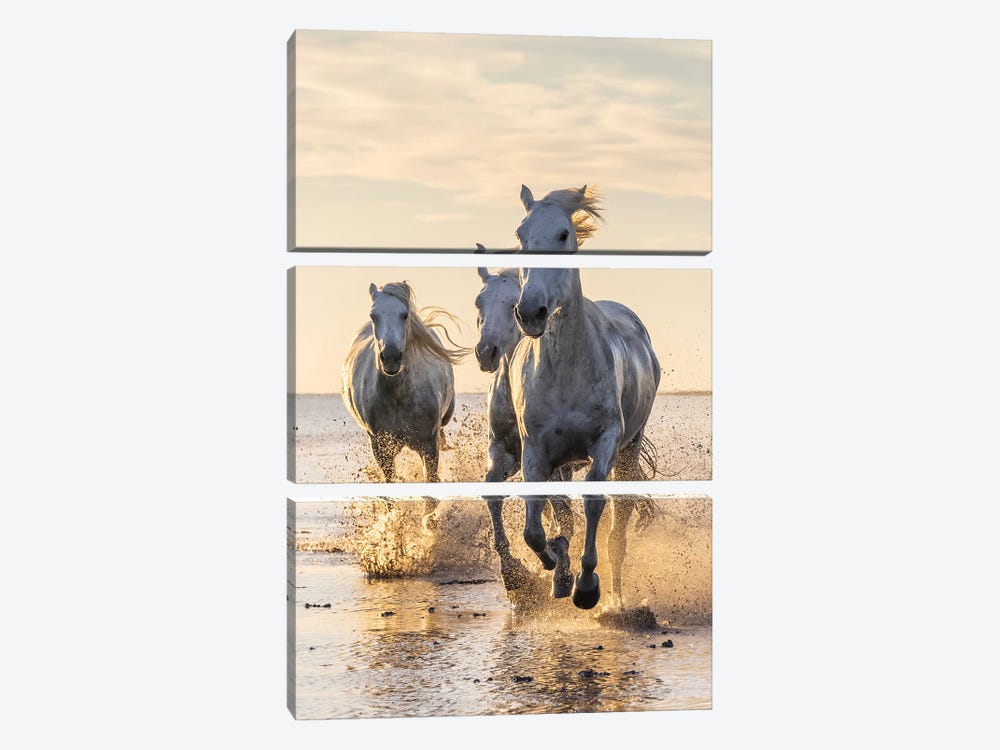 Saintes-Maries-De-La-Mer, Provence-Alpes-Cote D'Azur, France. Camargue Horses Running Through Water At Sunrise. by Emily M Wilson 3-piece Canvas Wall Art