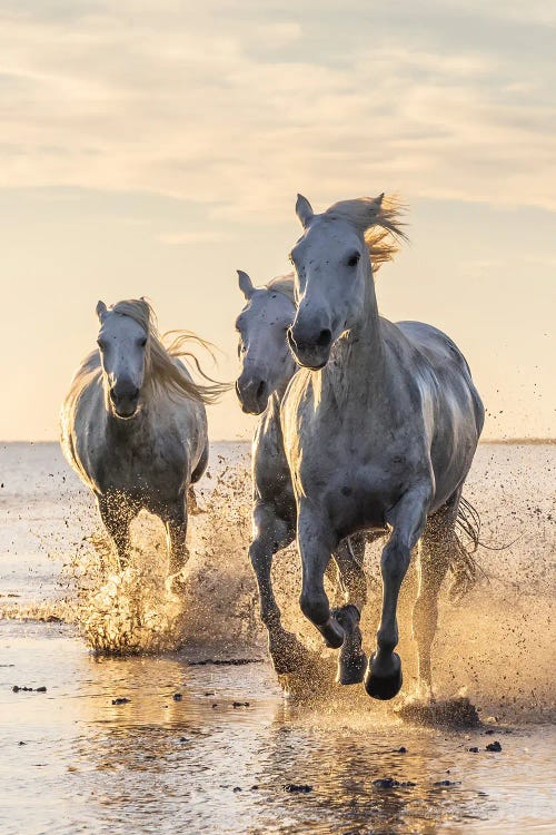 Saintes-Maries-De-La-Mer, Provence-Alpes-Cote D'Azur, France. Camargue Horses Running Through Water At Sunrise.