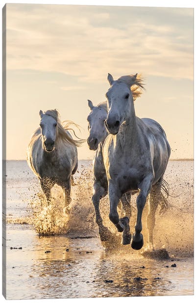 Saintes-Maries-De-La-Mer, Provence-Alpes-Cote D'Azur, France. Camargue Horses Running Through Water At Sunrise. Canvas Art Print