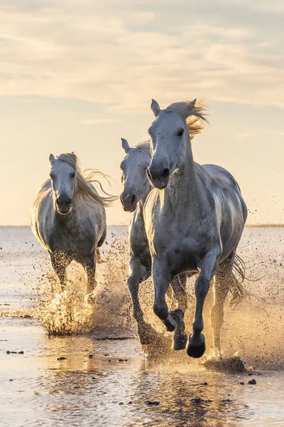 Emily M Wilson: Saintes-Maries-De-La-Mer, Provence-Alpes-Cote D'Azur, France. Camargue Horses Running Through Water At Sunrise. by Emily M Wilson