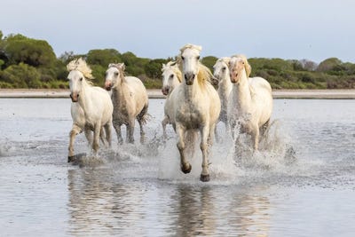 Saintes-Maries-De-La-Mer, Provence-Alpes-Cote D'Azur, France. Horses Running Through The Marshes Of The Camargue. by Emily M Wilson metal wall art