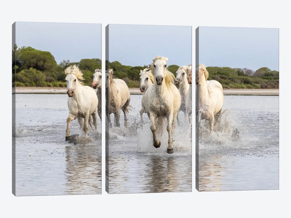 Saintes-Maries-De-La-Mer, Provence-Alpes-Cote D'Azur, France. Horses Running Through The Marshes Of The Camargue. by Emily M Wilson 3-piece Canvas Print