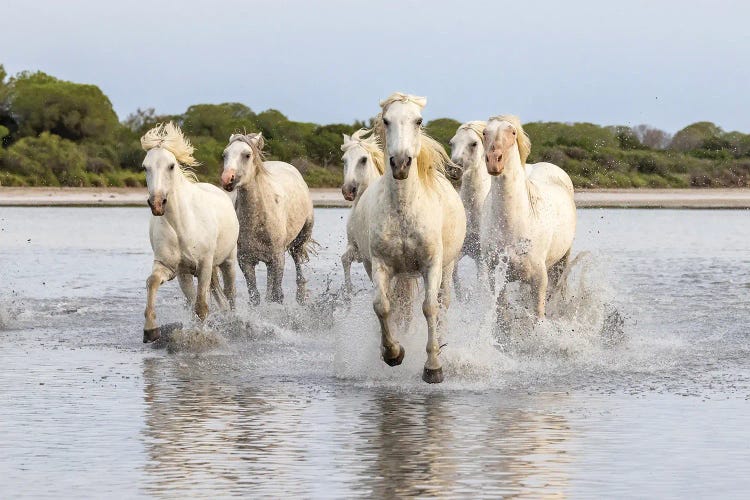 Saintes-Maries-De-La-Mer, Provence-Alpes-Cote D'Azur, France. Horses Running Through The Marshes Of The Camargue.