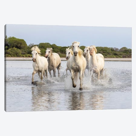 Saintes-Maries-De-La-Mer, Provence-Alpes-Cote D'Azur, France. Horses Running Through The Marshes Of The Camargue. Canvas Print #EMW13} by Emily M Wilson Canvas Wall Art