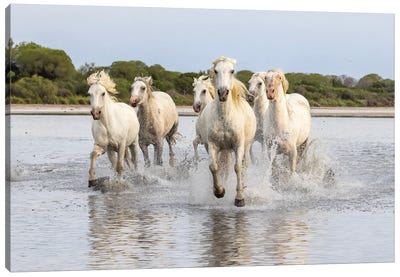 Saintes-Maries-De-La-Mer, Provence-Alpes-Cote D'Azur, France. Horses Running Through The Marshes Of The Camargue. Canvas Art Print