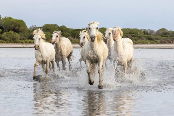 Emily M Wilson: Saintes-Maries-De-La-Mer, Provence-Alpes-Cote D'Azur, France. Horses Running Through The Marshes Of The Camargue. by Emily M Wilson