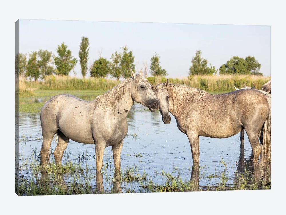 Saintes-Maries-De-La-Mer, Provence-Alpes-Cote D'Azur, France. Horses In The Marshes Of The Camargue. by Emily M Wilson 1-piece Canvas Wall Art