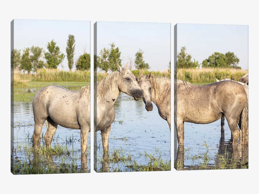 Saintes-Maries-De-La-Mer, Provence-Alpes-Cote D'Azur, France. Horses In The Marshes Of The Camargue. by Emily M Wilson 3-piece Canvas Wall Art