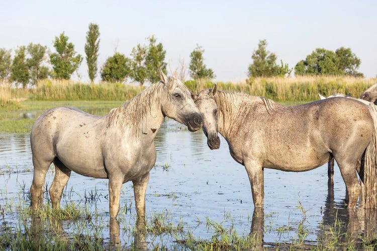 Saintes-Maries-De-La-Mer, Provence-Alpes-Cote D'Azur, France. Horses In The Marshes Of The Camargue.