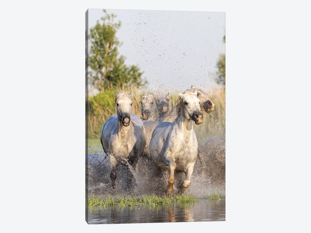Saintes-Maries-De-La-Mer, Provence-Alpes-Cote D'Azur, France. Horses Running Through The Marshes In The Camargue. by Emily M Wilson 1-piece Canvas Print