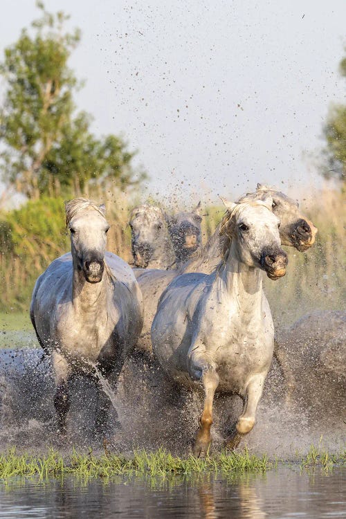 Saintes-Maries-De-La-Mer, Provence-Alpes-Cote D'Azur, France. Horses Running Through The Marshes In The Camargue.