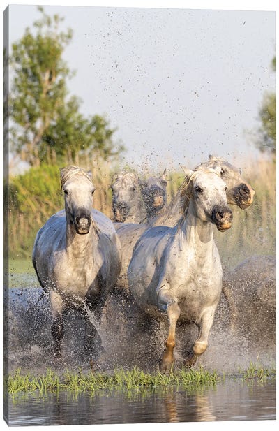 Saintes-Maries-De-La-Mer, Provence-Alpes-Cote D'Azur, France. Horses Running Through The Marshes In The Camargue. Canvas Art Print