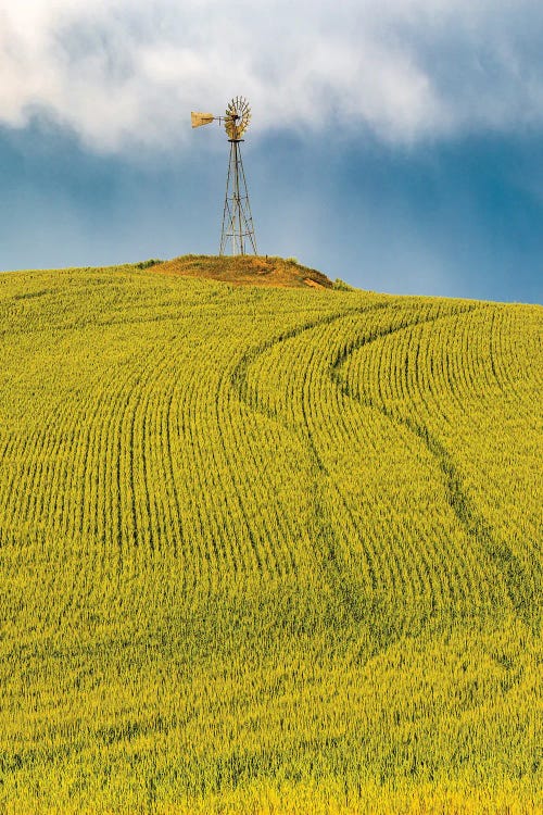 USA, Washington State, Palouse, Colfax. Green Fields Of Wheat Windmills,. Weather Vane.