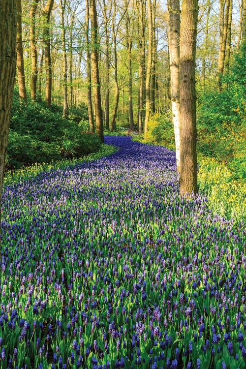 Netherlands, Zuid Holland, Lisse. Muscari Armeniacum (Blue Grape Hyacinth) .