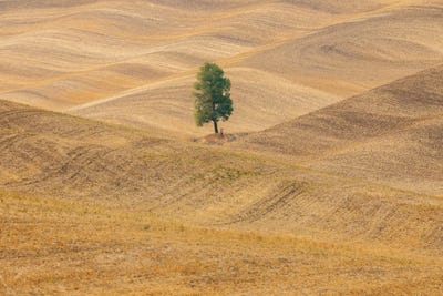 USA, Washington State, Whitman County, Palouse Lone Tree In Rolling Field by Emily M Wilson multi panel art