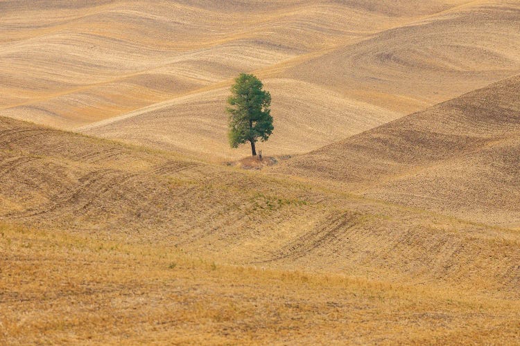 USA, Washington State, Whitman County, Palouse Lone Tree In Rolling Field