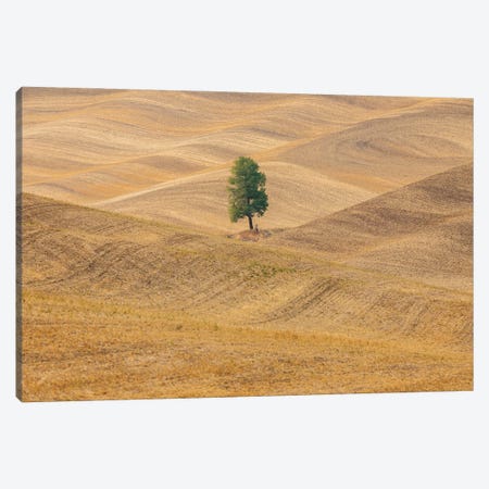 USA, Washington State, Whitman County, Palouse Lone Tree In Rolling Field Canvas Print #EMW6} by Emily M Wilson Canvas Print