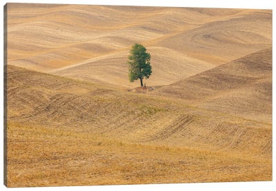 USA, Washington State, Whitman County, Palouse Lone Tree In Rolling Field Canvas Art Print