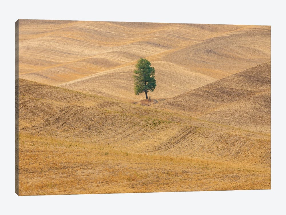 USA, Washington State, Whitman County, Palouse Lone Tree In Rolling Field by Emily M Wilson 1-piece Canvas Art Print