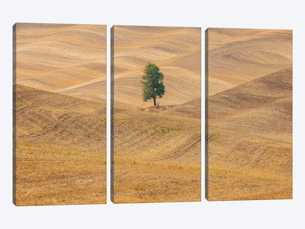 USA, Washington State, Whitman County, Palouse Lone Tree In Rolling Field by Emily M Wilson 3-piece Canvas Art Print