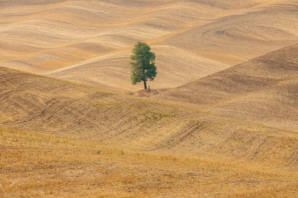 Washington: USA, Washington State, Whitman County, Palouse Lone Tree In Rolling Field by Emily M Wilson