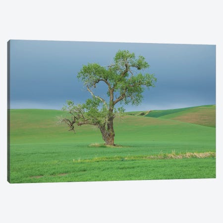 USA, Washington State, Whitman County, Palouse Solitary Tree Canvas Print #EMW7} by Emily M Wilson Art Print