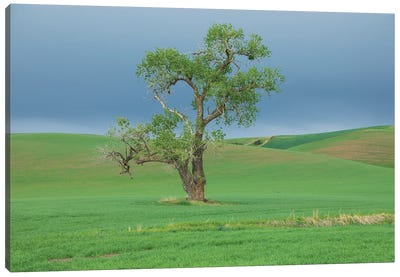 USA, Washington State, Whitman County, Palouse Solitary Tree Canvas Art Print