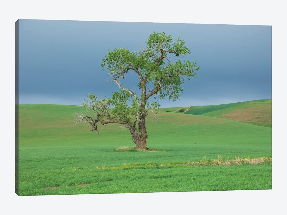 USA, Washington State, Whitman County, Palouse Solitary Tree by Emily M Wilson 1-piece Canvas Art
