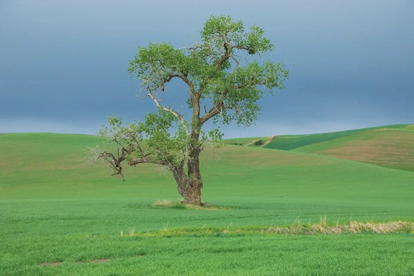 Washington: USA, Washington State, Whitman County, Palouse Solitary Tree by Emily M Wilson