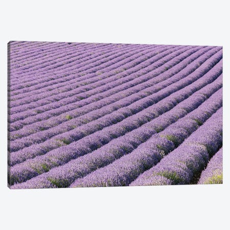 Aurel, Vaucluse, Alpes-Cote D'Azur, France. Rows Of Lavender Growing In Southern France. Canvas Print #EMW8} by Emily M Wilson Canvas Artwork