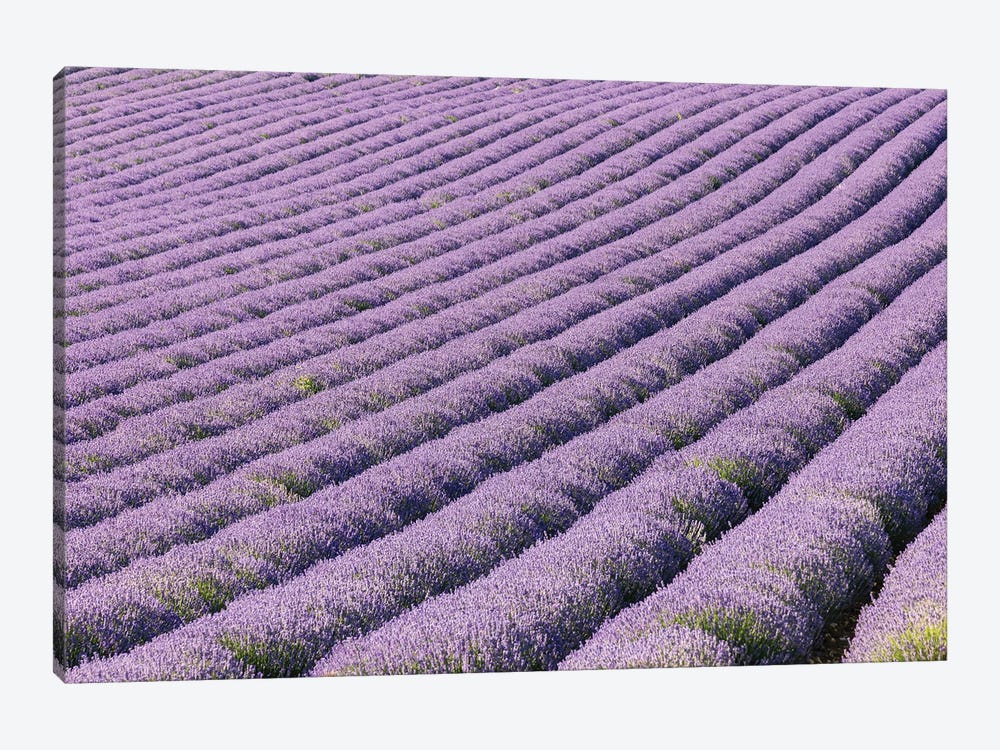 Aurel, Vaucluse, Alpes-Cote D'Azur, France. Rows Of Lavender Growing In Southern France. by Emily M Wilson 1-piece Canvas Art Print