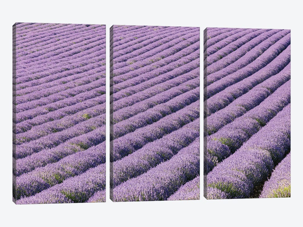 Aurel, Vaucluse, Alpes-Cote D'Azur, France. Rows Of Lavender Growing In Southern France. by Emily M Wilson 3-piece Canvas Print