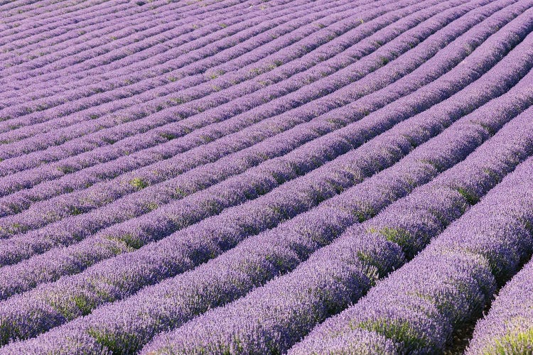 Aurel, Vaucluse, Alpes-Cote D'Azur, France. Rows Of Lavender Growing In Southern France.