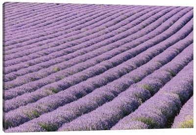 Aurel, Vaucluse, Alpes-Cote D'Azur, France. Rows Of Lavender Growing In Southern France. Canvas Art Print