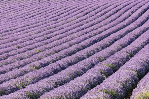 Herbs: Aurel, Vaucluse, Alpes-Cote D'Azur, France. Rows Of Lavender Growing In Southern France. by Emily M Wilson