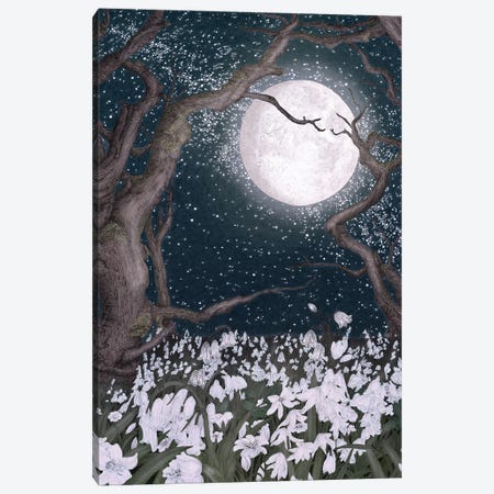Snowdrops In The Moonlight Canvas Print #EMZ114} by Ella Mazur Canvas Art Print